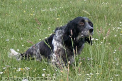 Setter Anglais AZIA DE LA PASSEE DE L'EPERON